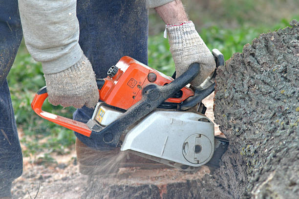 How Our Tree Care Process Works  in  Caldwell, NJ